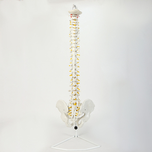 Cuộc sống-kích thước PVC con người cột sống giải phẫu mô hình đốt sống cột sống xương chậu trình diễn công cụ cho y tế giảng dạy và bệnh phân tích - Product Image 1