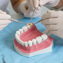 Modello Anatomico Professionale di Denti per Formazione Ortodontica, Typodont per Scienze Mediche CN GUA - Product Image 5