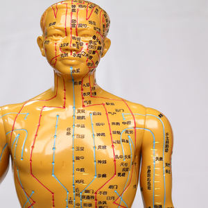Modèle d'acupuncture chinoise masculin/féminin, modèle de points de pression et de méridiens, mannequin d'acupuncture pour l'enseignement de la médecine chinoise - Product Image 2