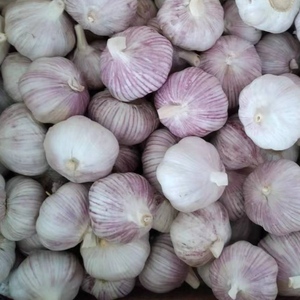 2025 nouveau croup OPTIMUM Chine ail légumes frais Alho ail Ail Frais Ajo prix de gros fournisseur de Chine - Product Image 2