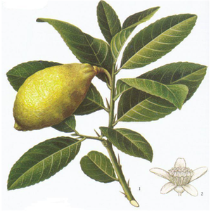 GMP standar kualitas tinggi melihat Palmetto makanan asam lemak <span class=keywords><strong>Serenoa</strong></span> pena bubuk berbasis buah Halal bersertifikat air diekstrak Drum - Product Image 4