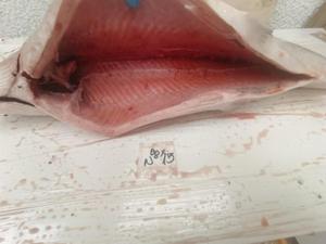 <span class=keywords><strong>Salmone</strong></span> dell'Atlantico Congelato HG - Product Image 3