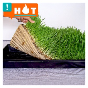 0.7-2.3mm thickness plastic shallow fodder hydroponics seed germination tray without holes