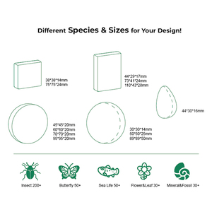 Hot Selling Acryl Kikker Levenscyclus Insect Presse Hars Specimen Educatief Speelgoed Voor De Middelbare School - Product Image 5