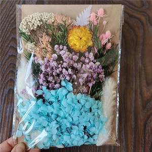 Sac en plastique format A5 Matériaux de bricolage Vraies fleurs naturelles séchées <span class=keywords><strong>m</strong></span>élangées Vente en gros Mini fleurs séchées Ne <span class=keywords><strong>m</strong></span>'oublie pas Fleurs séchées - Product Image 6