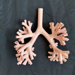 KyrenMed broncoscopia simulatore di allenamento Bronchi albero bronchiale modello bronco 4 con bocca orale vassoio e supporto colore della pelle - Product Image 5