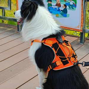 Correa para mascotas estilo chaleco, correa para el pecho reflectante, transpirable y ajustable para perros medianos, esencial para paseos nocturnos. - Product Image 2