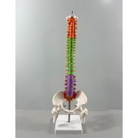 Modèle de vertèbres et colonne vertébrale colorées de 45 cm, modèle d'anatomie du squelette humain pour l'enseignement des articulations