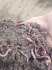 Engrais organique de vermicompost, compost pur de vers de terre pour les cultures agricoles, le jardinage domestique, le mélange de terreau pour pépinières et l'aménagement paysager - Product Image 2