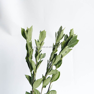 Gardenia, également connu sous le nom de <span class=keywords><strong>jasmin</strong></span> de Cap, est un arbuste <span class=keywords><strong>persistant</strong></span> de la famille des Rubiaceae, aux feuilles vertes brillantes et aux fleurs. - Product Image 2