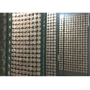 <b>Shelving</b> for Mushroom Fruiting Room Customized Racks Designed for Mushroom Production - Product Image 1