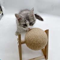 Griffoir populaire et pratique en forme de grande roue, avec balle en corde de chanvre pour chat, lapin, hamster