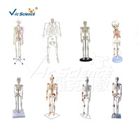 3D Taille Naturelle 176cm Squelette Modèle Corps Humain Entier Os Science Médicale Équipement Éducatif FRT001