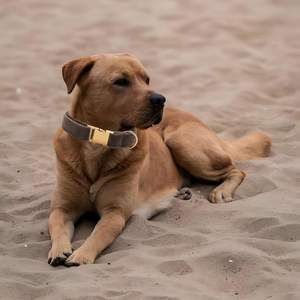 ปลอกคอสุนัข Veet สำหรับสุนัขพันธุ์เล็กและกลาง ทนทาน นุ่ม สีขาว เขียว ส้ม น้ำตาล สำหรับสุนัขตัวเมียและตัวผู้ แบบปลดเร็ว ปรับได้ พร้อมหัวเข็มขัดโลหะ เหมาะสำหรับลูกสุนัข - Product Image 2