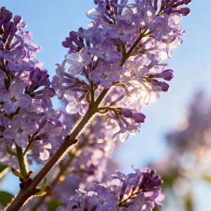 Thé en vrac au chèvrefeuille et au <span class=keywords><strong>girofle</strong></span> à <span class=keywords><strong>la</strong></span> menthe (5g X 30 sachets) Thé <span class=keywords><strong>de</strong></span> santé cru <span class=keywords><strong>de</strong></span> qualité supérieure Chaleur claire détoxifier éliminer <span class=keywords><strong>la</strong></span> <span class=keywords><strong>mauvaise</strong></span> <span class=keywords><strong>haleine</strong></span> soulager <span class=keywords><strong>la</strong></span> gorge - Product Image 4