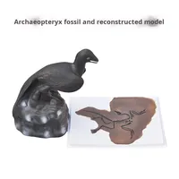 Archaeopteryx Modèle anatomique en plastique Modèles de restauration Origine des oiseaux Théorie de l'évolution Instruments d'enseignement de la paléontologie