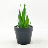 Ensemble de mini-plantes artificielles vertes en pot en plastique, succulentes écologiques, décorations intérieures pour la maison, pour Pâques et les mariages