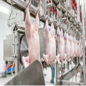 Machine à découper les ailes de volaille, équipement d'abattoir pour ligne de traitement de la volaille - Product Image 3