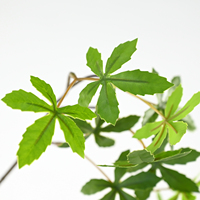 Arbre artificiel en érable luxuriant, Vitex Negundo (Chastetree) pour salon, hôtel, restaurant, centre commercial, événements, décoration du Nouvel An et du printemps