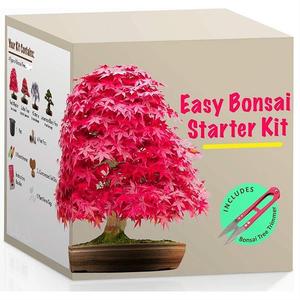 Easy <span class=keywords><strong>bonsai</strong></span> Tree Starter plant kit con tipo japonés <span class=keywords><strong>Maple</strong></span> Black Pine Wisteria Judas Tree <span class=keywords><strong>Bonsai</strong></span> - Product Image 2