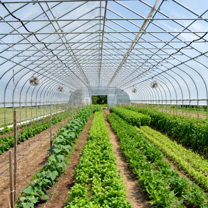 Skyplant Professional Nursery PE Film Multi-Span Agricultural Greenhouse Ventilation System for Seedling Propagation Plant - Product Image 4
