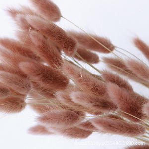 Venta de Fábrica: Cola de Perro Decorativa, Cola de Zorro, Hierba Seca de Pampa, Cola de Conejo Natural, Ramo de Flores <span class=keywords><strong>WAFA</strong></span> - Product Image 6