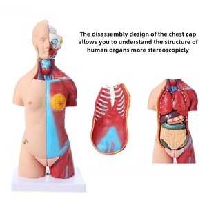 <span class=keywords><strong>Di</strong></span> alta qualità 45 cm busto neutro del corpo umano modello con 23 parti per la scienza medica <span class=keywords><strong>formazione</strong></span> <span class=keywords><strong>di</strong></span> <span class=keywords><strong>formazione</strong></span> <span class=keywords><strong>e</strong></span> visualizzazione - Product Image 4
