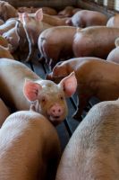 Alimentation pour animaux robuste et saine : Acides aminés de qualité alimentaire, mélasse de betterave sucrière, 45 % de protéines, sans levure, pour renforcer l'immunité