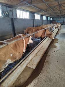 תוסף להאכיל אנרגיה גבוהה עבור בקר כבשים משמין פרחת ויטמינים פרמיות אנזימים האכלה בעלי חיים עבור עלייה במשקל מהיר - Product Image 3