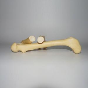 Canine Femur Model Dog Femur Bone for Veterinary Surgical Practice Teaching - Product Image 3