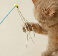 Tongkat Kucing Berbentuk Lonceng Plastik, Alat Penggoda Kucing, Tongkat Pancing, Mainan Penghibur Diri, Tahan Gigitan, Untuk Penggunaan Dalam Ruangan, Perlengkapan Hewan Peliharaan