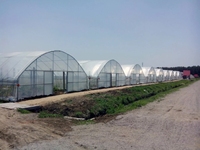 Serre tunnel agricole Polyhouse avec petites structures en polycarbonate pour la culture hydroponique de légumes