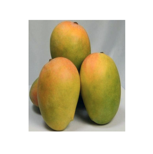 Mangues <span class=keywords><strong>Kesar</strong></span> de qualité supérieure, mangues indiennes fraîches et naturelles, arôme sucré, saveur riche, qualité d'exportation, mangues fraîches de ferme pour la vente en gros - Product Image 1