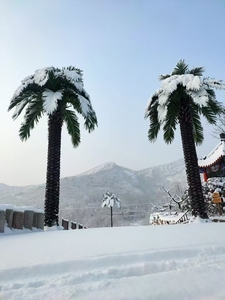 Hot Bán Ngoài Trời Nhân Tạo Rong Biển Cây Lớn Cây Dừa Giả Nhân Tạo Lá Cọ - Product Image 6