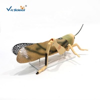 Modelo de disección de gafillo ampliado, modelo anatómico de órganos internos de gafillo para la enseñanza en laboratorios de biología CE/ISO/ROHS/CNAS