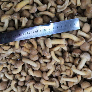 Proveedores de Alta Calidad de Hongos Nameko Congelados IQF, Cortados Tipo Ostra, <span class=keywords><strong>Shiitake</strong></span>, Nameko, <span class=keywords><strong>Boletus</strong></span> Edulis, Mezcla de Hongos - Product Image 1