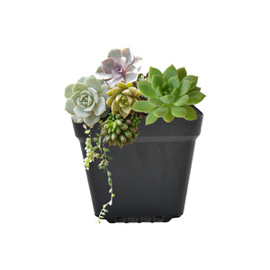 Macetas Cuadradas de Plástico Negro para Suculentas, Mini Jardineras para Sedum y Plantas Verdes al por Mayor - Product Image 2
