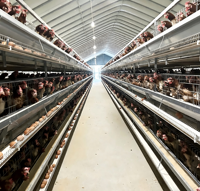 Système de cages à poules pondeuses de type H, équipement d'élevage avicole automatique pour la production d'œufs