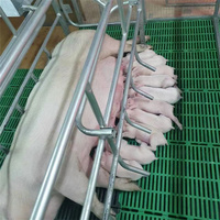 Cage de maternité pour porcs de qualité supérieure, galvanisée à chaud, pour élevage porcin