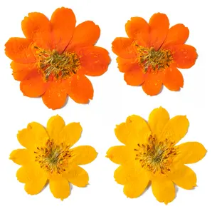 Natural Real Dried Pressed Sulfur Cosmos Pressed Flowers Plant Flower Specimens Dried Cosmos Sulphureus for Epoxy Flower