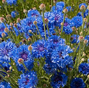 Fiori secchi naturali di qualità Hiqh tè fiordalisi secchi senza additivi petali di <span class=keywords><strong>fiordaliso</strong></span> - Product Image 5