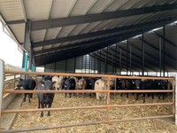 Poulailler en métal préfabriqué à construction rapide, structure en acier pour élevage de volailles