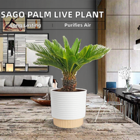 Plante vivante en plastique de palmier sago Costa Farms, pot décoratif durable, facile d'entretien, purificateur d'air, décoration intérieure pour la maison/le bureau