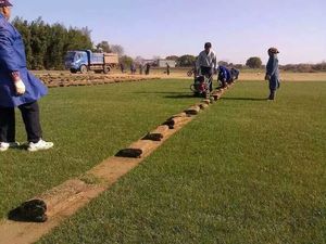 Coupe-herbe agricole, coupe-herbe, coupe-herbe à prix avantageux, tondeuse à <span class=keywords><strong>gazon</strong></span>, machine à couper le <span class=keywords><strong>gazon</strong></span> - Product Image 5