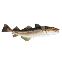 Morue de l'Antarctique entière, surgelée IQF sous vide, de qualité supérieure, capture sauvage, viande blanche, peau nettoyée, fruits de mer, durée de conservation de 12 mois, Chun