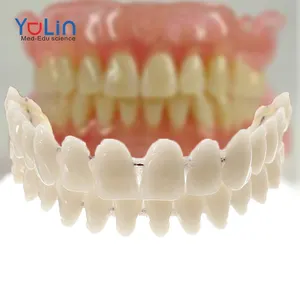Materiales de enseñanza dental, cavidades de plástico de doble fila, modelo de dentición de dentadura postiza simulada