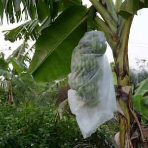 Cubierta para Suelos Agrícolas y de Jardín, Protección de Frutas, Tela No Tejida Spunbond de Polipropileno 100% - Product Image 3