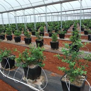 Fabricant d'approvisionnement pot de plantation rond <span class=keywords><strong>carré</strong></span> de myrtille pour la culture de myrtilles - Product Image 2