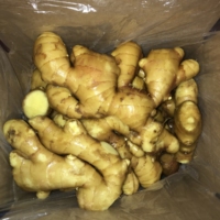 Gingembre frais de haute qualité nouvelle récolte en gros du fournisseur chinois produit d'exportation de haute qualité