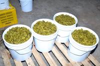 Pepinos fermentados en salmuera Verduras conservadas para sabor gourmet